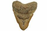 Bargain, Fossil Megalodon Tooth - North Carolina #219932-2
